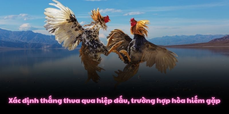 Chi Tiết Đá Gà Thomo - Luật Chơi 10 Hiệp X 60 Giây Đặc Trưng 3 Xác định thắng thua qua hiệp đấu, trường hợp hòa hiếm gặp